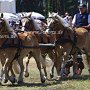 Haflinger-G1_4a_(2)