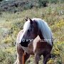 Haflinger07