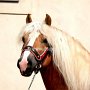 Haflinger30_(12)