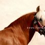 Haflinger30_(2)