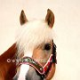 Haflinger30_(6)