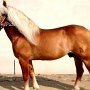 Haflinger30_(8)