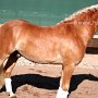 Haflinger31_(1)