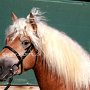 Haflinger31_(4)