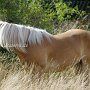 Haflinger32_(1)