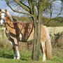 Haflinger33_(1)