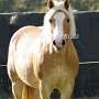 Haflinger33_(2)