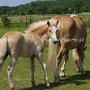 Haflinger34_(11)