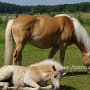 Haflinger34_(12)