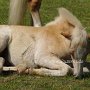 Haflinger34_(14)