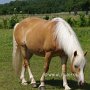 Haflinger34_(15)