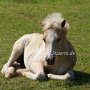 Haflinger34_(18)