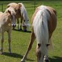 Haflinger34_(19)