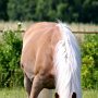 Haflinger34_(2)