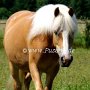 Haflinger34_(4)