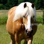 Haflinger34_(5)