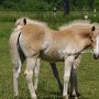 Haflinger34_(9)