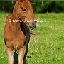 Hessisches_Warmblut14_(14)