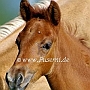 Hessisches_Warmblut14_(2)