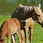 Hessisches_Warmblut14_(6)