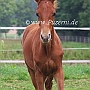 Hessisches_Warmblut16_(2)