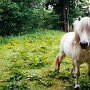 Highland_Pony05