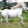 Highland_Pony35
