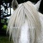 Highland_Pony37