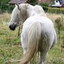 Highland_Pony39