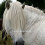 Highland_Pony40