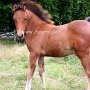 Highland_Pony43