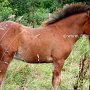 Highland_Pony44