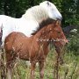 Highland_Pony46