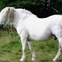 Highland_Pony47