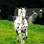 Knabsdrupper05