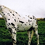 Knabsdrupper08