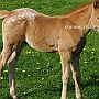 Knabsdrupper7_(11)