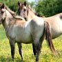 Konik1_(2)