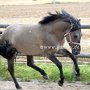 Konik1_(36)