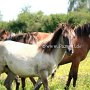 Konik1_(4)