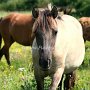 Konik1_(8)