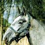 Lipizzaner65