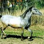 Lipizzaner69