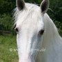 Lipizzaner86_(15)