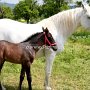 Lipizzaner86_(16)