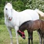 Lipizzaner86_(27)