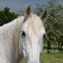 Lipizzaner86_(3)