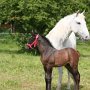 Lipizzaner86_(32)