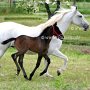 Lipizzaner86_(42)