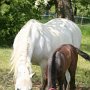 Lipizzaner86_(53)